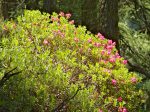 Ah ces rhododendrons !