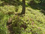 Le chemin monte bien, mais toujours à travers la forêt, donc assez frais