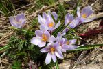 crocus