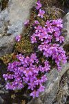 saxifrage