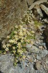 Saxifrages des ruisseaux