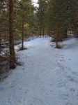 Un long passage en forêt débute