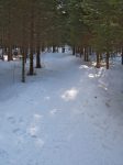 Puis le passage en forêt, régulier.