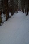 On s'enfonce dans la forêt