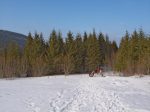 Et on rentre à nouveau dans la forêt