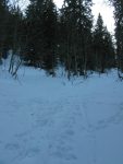 La forêt n'est pas encore très dense.