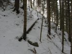 On sort bientôt de la forêt.