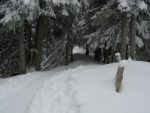 Puis nous longeons une crête, passage étroit entre les arbres.