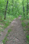 On rentre dans la forêt