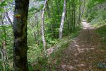 Montée dans la forêt