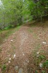 Bref passage en forêt