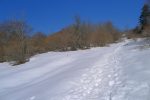 Presque la fin de la forêt