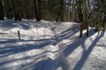 Descente en forêt