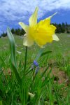 Une des rares jonquilles que j'ai vue. Dur à photographier