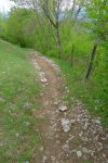 Descente dans la forêt