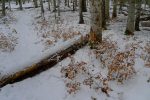 J'aime bien la couleur de ces feuilles mortes sur la neige. La photo ne restitue par l'ambiance !
