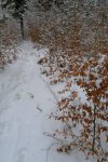 Il y a des traces fraiche, personne avec crampons, bizarre !
