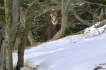 Je croise trois chamois. Agrandissement de la photo. J'en profite pour mettre les raquettes