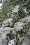 Les sapins font de la résistance à l'hiver