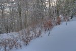 Je rentre dans la forêt.