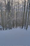 La photo ne restitue pas la pente, mais ce fut agréable en raquettes !