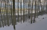 Forêt clairsemée