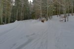 ... pour rentrer brièvement dans la forêt sous Pré Anselme