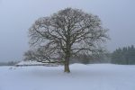 L'arbre au milieu du pré