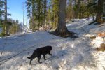 La forêt devient plus claire