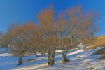 De jolis arbres à partir d'u