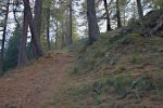 Une dernière montée à travers ces arbres pour arriver à l'Arpille