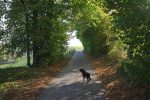 Puis une courte traversée en sous bois