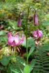 Lys martagon