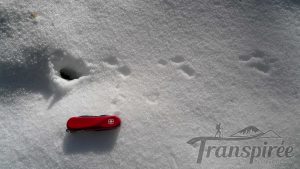 trace d'animaux neige