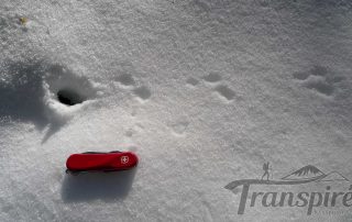 trace d'animaux neige
