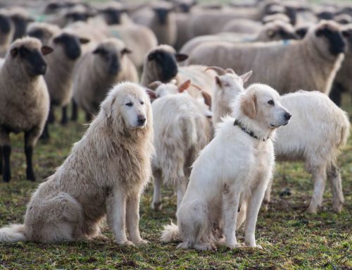 Peur du patou (chien de protection du troupeau) ? Comment se comporter