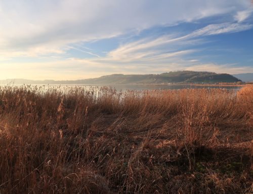 Randonnée autour du lac de Morat et Mont Vully