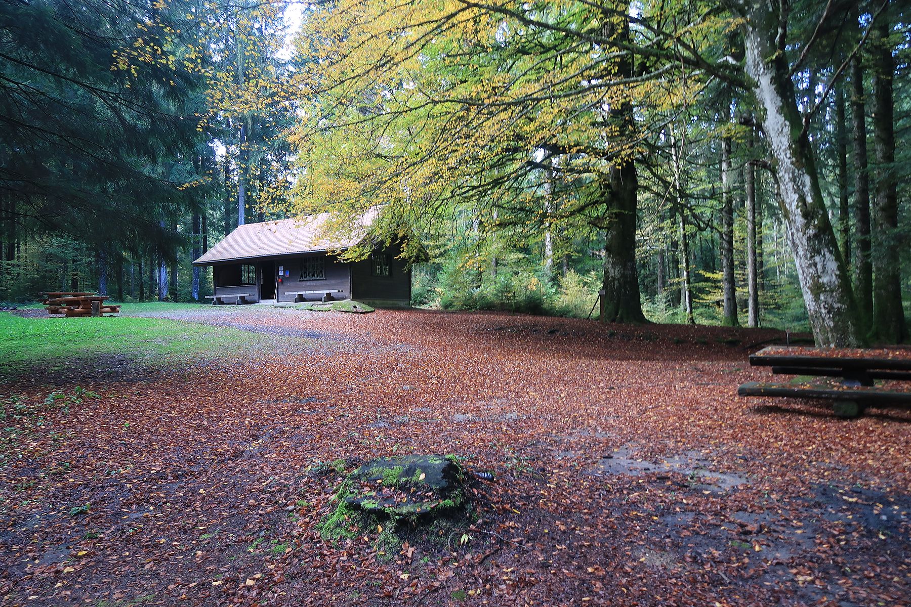 Randonnée au refuge Ropraz dans le bois du Jorat