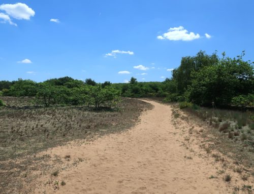Randonnées de Arbigny, dunes des Charmes. Retour par le bois de Vescours