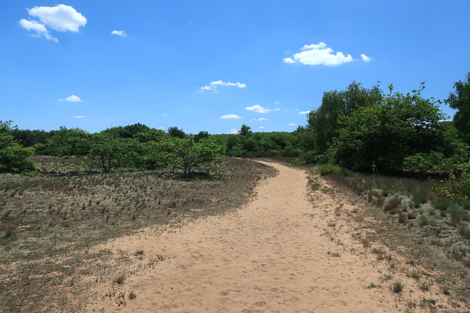 Randonnées de Arbigny, dunes des Charmes. Retour par le bois de Vescours
