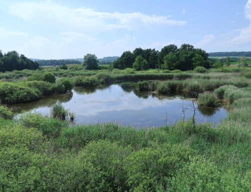 Randonnée le long du lac de Schiffenen via Düdingen